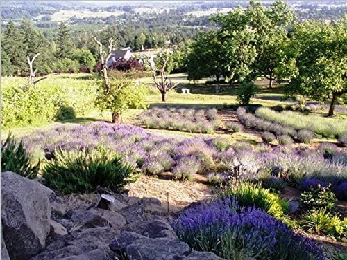 Victoria's Lavender Linen Spray - Aromatherapy Pillow Mist & Linen Spray for Bedding, Soothing Lavender Essential Oil Pure Blend for Bed & Pillows, Relaxing, Handmade in the USA - 2 Pack, 8 oz