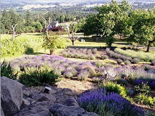 Victoria's Lavender Linen Spray - Aromatherapy Pillow Mist & Linen Spray for Bedding, Soothing Lavender Essential Oil Pure Blend for Bed & Pillows, Relaxing, Handmade in the USA - 3 Pack, 8 oz