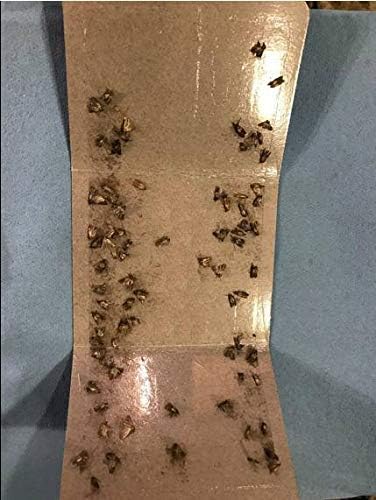 Clothing Moth Traps - 11 Count - Foldable Moth - Eco-Friendly Hassle Control - Pheromone Technology - Closet Mothballs - Wood/Carpet/Clothes