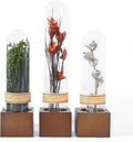 3Pcs Dried Flower Decor,Knick Knacks for Shelves,Cool Stuff for Bookshelf,Small Plants Decor for Office Shelves,Natural Green Plants Boho Shelf Decor,Apothecary Decor,Unique Gifts for Women,Friends