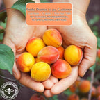 Gerbs Dried Apricots 4 lbs. | Unsulfured, No Artificial Additives, Resealable Bag | Naturally Sweet & Chewy | Top 14 Allergen-Free