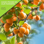 NUT CRAVINGS - Dried Turkish Apricots, No Sugar Added, Unsweetened (32oz, 2 LB) Tu Bishvat Favorite - Sweet Healthy Snack, Vegan, Kosher, Resealable Bag
