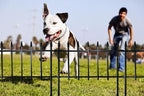 ARIFARO Metal Garden Fence 18" H x 22" W (5 Pack, Length 9.16 ft) Decorative Fencing, No Dig Border Fencing for Outdoor Patio Yard Flower Bed Animal Barrier