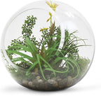 WGV Slant Cut Bowl Glass Vase, Width 9", Height 9", Clear Round Globe Planter Terrarium Orb, Candy Dish, Fruit Jar, Floral Container for Home Office Decor, 1 Piece