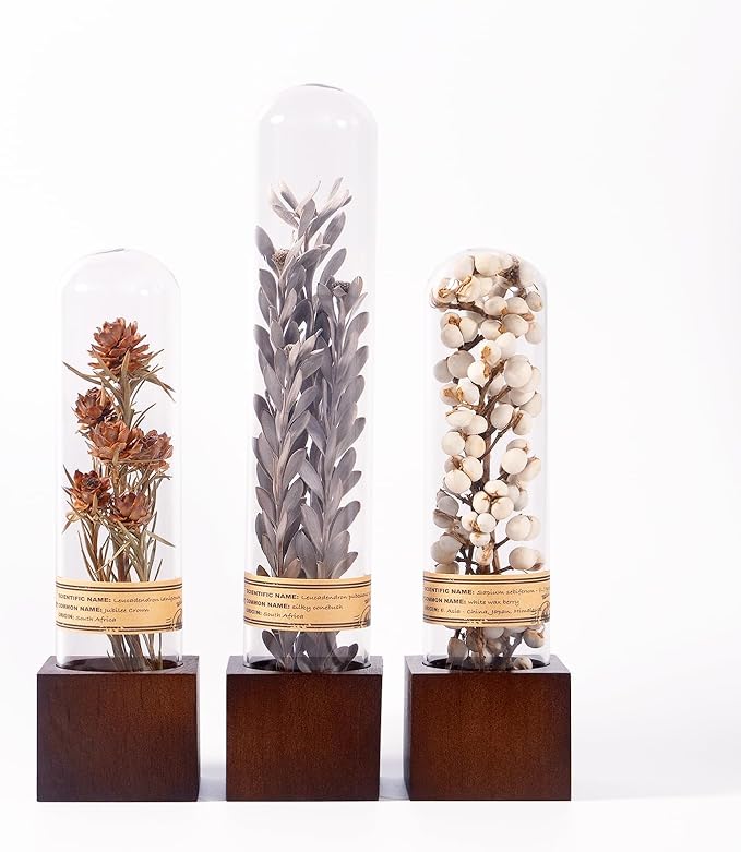 3Pcs Dried Flower Decor,Knick Knacks for Shelves,Cool Stuff for Bookshelf,Small Plants Decor for Office Shelves,Natural Green Plants Boho Shelf Decor,Apothecary Decor,Unique Gifts for Women,Friends