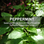 ROSE COTTAGE Large 12 Packs Peppermint Hanging Closet Deodorizer Air Freshener Long Lasting Scented Sachets Smell Goods for House