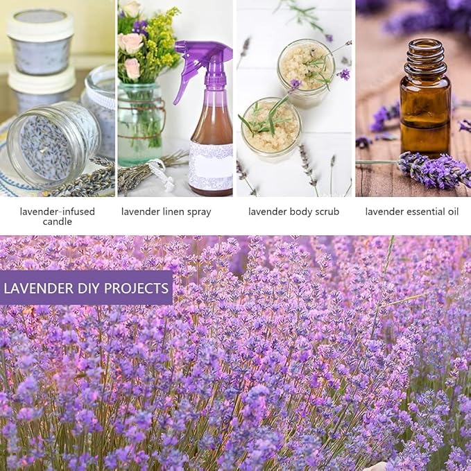 Cedar Space Lavender Sachet bags for drawers and closets,16 Lavendar Sachet Bags,Filled with Premium Grade Dried Lavender,Bridal Shower Favors,Home Fragrance sachet packets,Closet Deodorizer Freshener