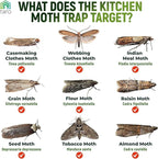 Taro Pantry Moth Traps with Pheromones - 6-Pack with Bonus Hangers - Moth Killer for Kitchen, Pantry, Closet - Sticky Moth Traps for House Indoor - Get Rid of Moths