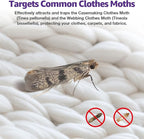 6 Pack Premium Clothes Moth Traps for House Indoor, Double Potent Pheromone Sticky Glue Moths Killer Repellent for Closet Organizers & Storage No Mothballs Odor Home Pest Control Trap