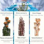 3Pcs Dried Flower Decor,Knick Knacks for Shelves,Cool Stuff for Bookshelf,Small Plants Decor for Office Shelves,Natural Green Plants Boho Shelf Decor,Apothecary Decor,Unique Gifts for Women,Friends