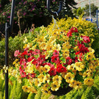 Artificial Flowers for Outdoor, UV Resistant Fake Silk Flowers, Realistic Faux Plants for Outside Indoor Porch Patio Window Box Planter Home Decor (14, Yellow Purple Rosy Red)