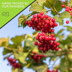 NUT CRAVINGS - Dried Whole Cranberries, Lightly Sweetened, Unsulphured (80oz, 5 LB) Tu Bishvat Favorite - Sweet Healthy Snack, Vegan, Kosher, Resealable Bag