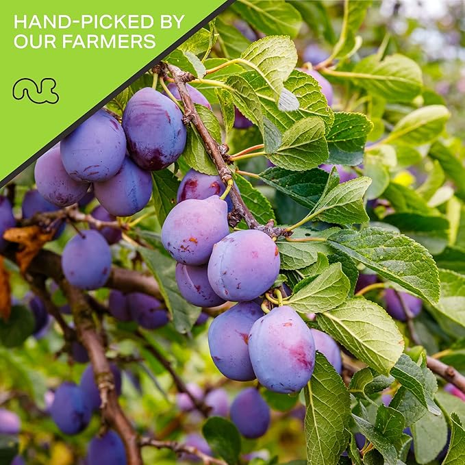 NUT CRAVINGS - Dried Prunes Pitted Unsweetened, Dry Plums No Sugar Added, Unsulphured (16oz, 1 LB) Tu Bishvat Favorite - Sweet Healthy Snack, Vegan, Kosher, Resealable Bag