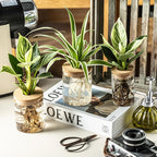 Glass Propagation Stations for Plants -Desktop Flower Vases,Propagation Flower Vases Set – 2 Large & 2 Small for Plant Cuttings，for Living Room, Bedroom Decoration,Home,Office Decor (8)