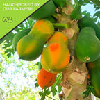 NUT CRAVINGS - Dried Papaya Chunks, Lightly Sweetened (16oz, 1 LB) Tu Bishvat Favorite - Sweet Healthy Snack, Vegan, Kosher, Resealable Bag