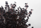 20pcs Babys Breath Artificial Flowers Gypsophila Bouquet Bulk Fake Spring Silk Small Flowers Real Touch Faux Floral for Home Kitchen Garden Wedding Christmas Halloween Party DIY Decor (Black)