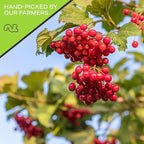 NUT CRAVINGS - Dried Whole Cranberries, Lightly Sweetened, Unsulphured (8oz, 1 Pack) Tu Bishvat Favorite - Sweet Healthy Snack, Vegan, Kosher, Resealable Bag