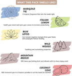 Folkulture Incense Sticks (240 Sticks) | Set of 12 Premium Incense Sticks Variety Pack Aromatherapy Gifts | No Charcoal, Organic, Non Toxic, 45 Mins, Long Burning Vanilla, Caramel, Rose Insence-Sticks