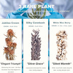 3Pcs Dried Flower Decor,Knick Knacks for Shelves,Cool Stuff for Bookshelf,Small Plants Decor for Office Shelves,Natural Green Plants Boho Shelf Decor,Apothecary Decor,Unique Gifts for Women,Friends