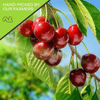 NUT CRAVINGS - Dried Sour Tart Cherries, Lightly Sweetened, Unsulphured (48oz, 3 LB) Tu Bishvat Favorite - Sweet Healthy Snack, Vegan, Kosher, Resealable Bag