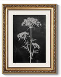 ARPEOTCY Vintage Gold Framed Wall Art Decor, Moody White Flower Picture, Dark Botanical Wall Art for Living Room, Farmhouse Bathroom Decor Aesthetic, Rustic Home Decor, 11x14 Inch