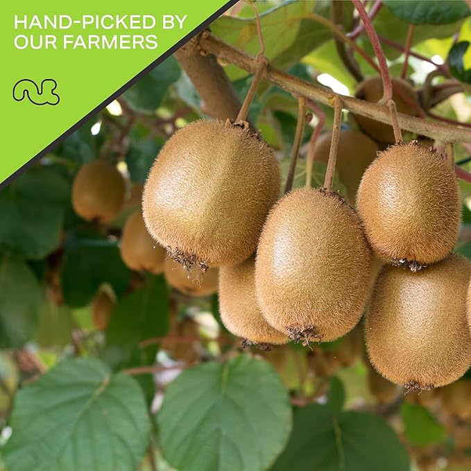 NUT CRAVINGS - Dried Kiwi Slices, Lightly Sweetened (16oz, 1 LB) Tu Bishvat Favorite - Sweet Healthy Snack, Vegan, Kosher, Resealable Bag