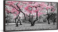 iKNOW FOTO 20x40 Cherry Blossom Trees in Black & White with Pink NYC Park Picture Stretched Canvas Art with Black Floater Frame Nature Landscape Wall Decor Ready to Hang
