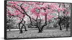 iKNOW FOTO 20x40 Cherry Blossom Trees in Black & White with Pink NYC Park Picture Stretched Canvas Art with Black Floater Frame Nature Landscape Wall Decor Ready to Hang